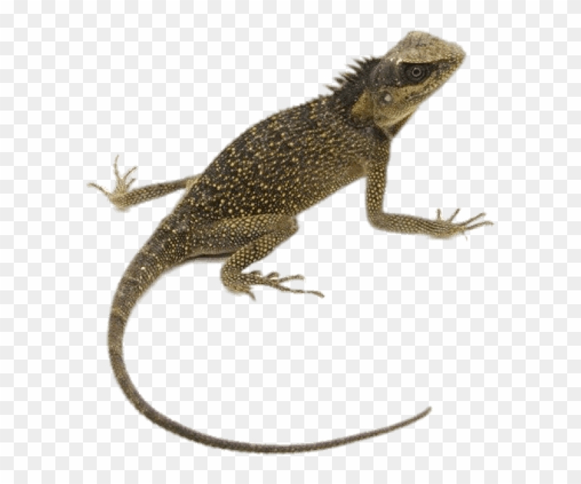 Detail Lizard Backgrounds Nomer 32