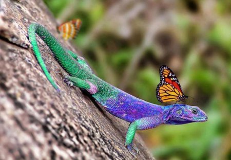 Detail Lizard Backgrounds Nomer 33