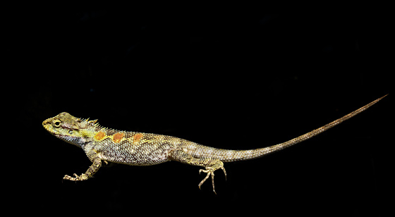 Detail Lizard Backgrounds Nomer 34