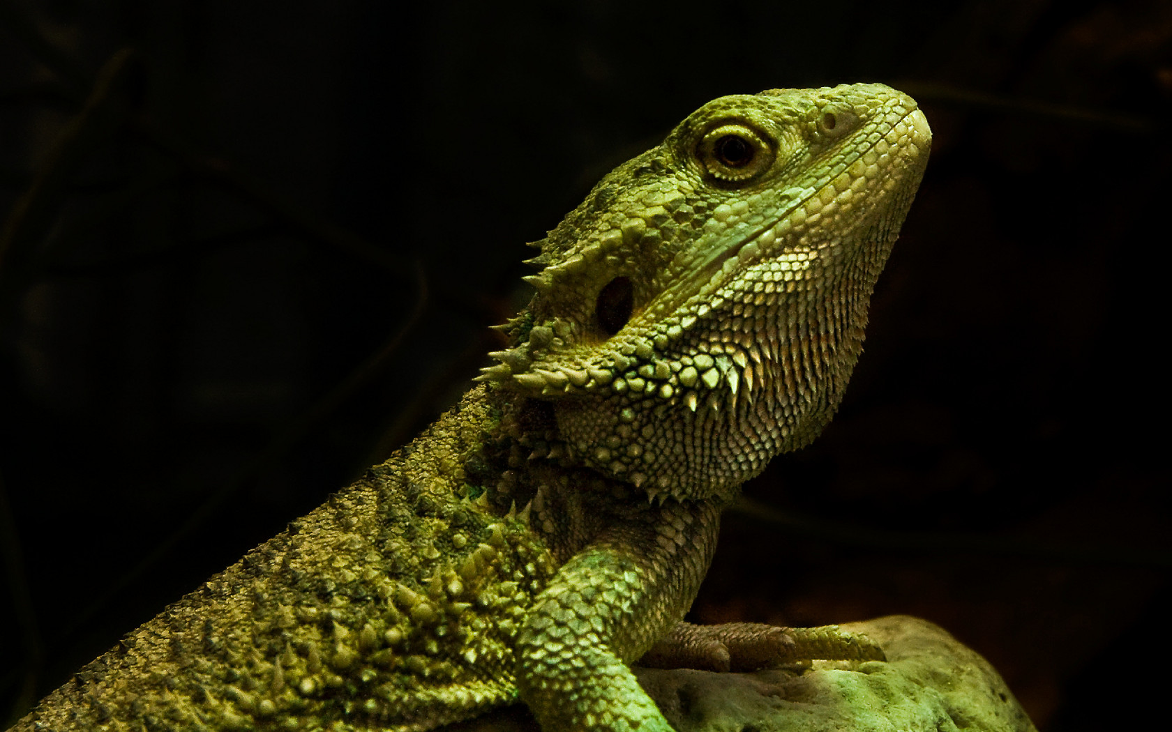 Detail Lizard Backgrounds Nomer 35