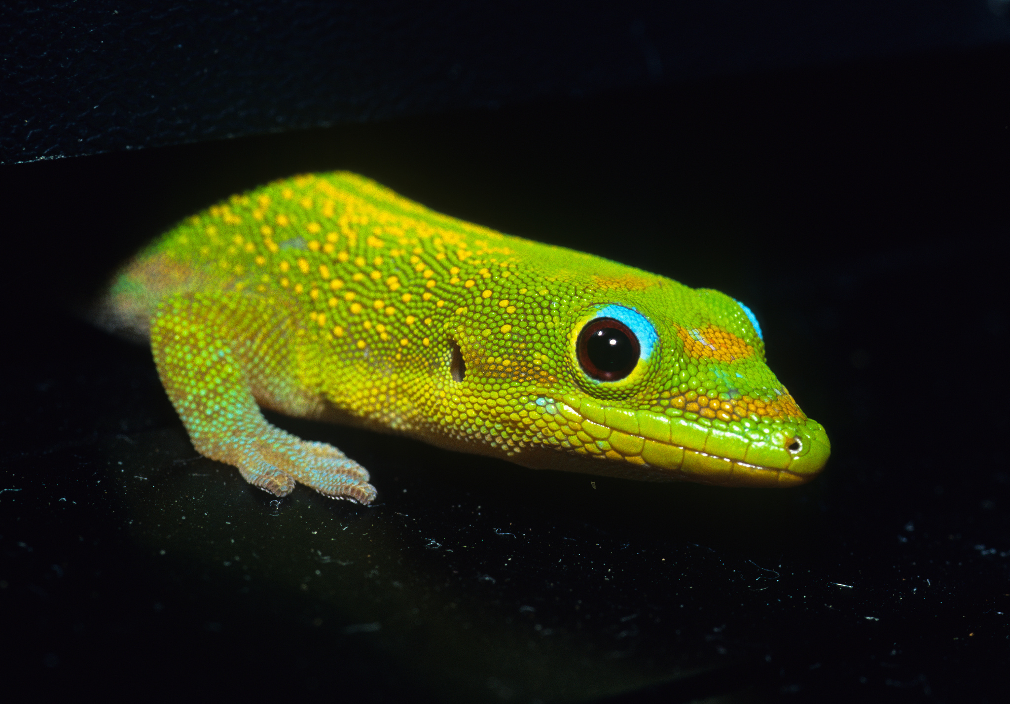 Detail Lizard Backgrounds Nomer 36