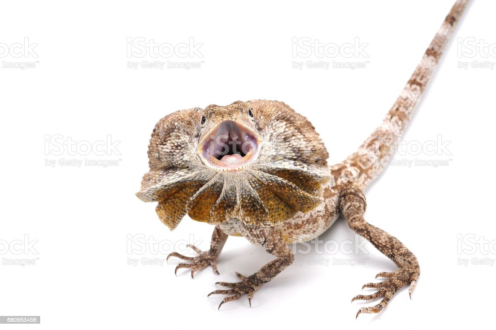 Detail Lizard Backgrounds Nomer 37