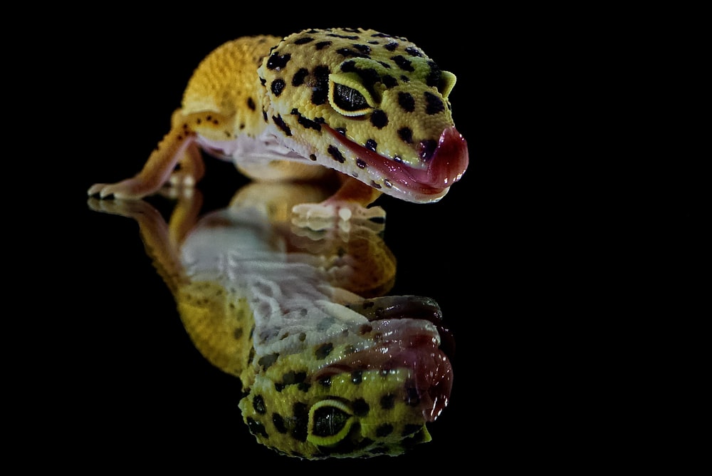 Detail Lizard Backgrounds Nomer 38