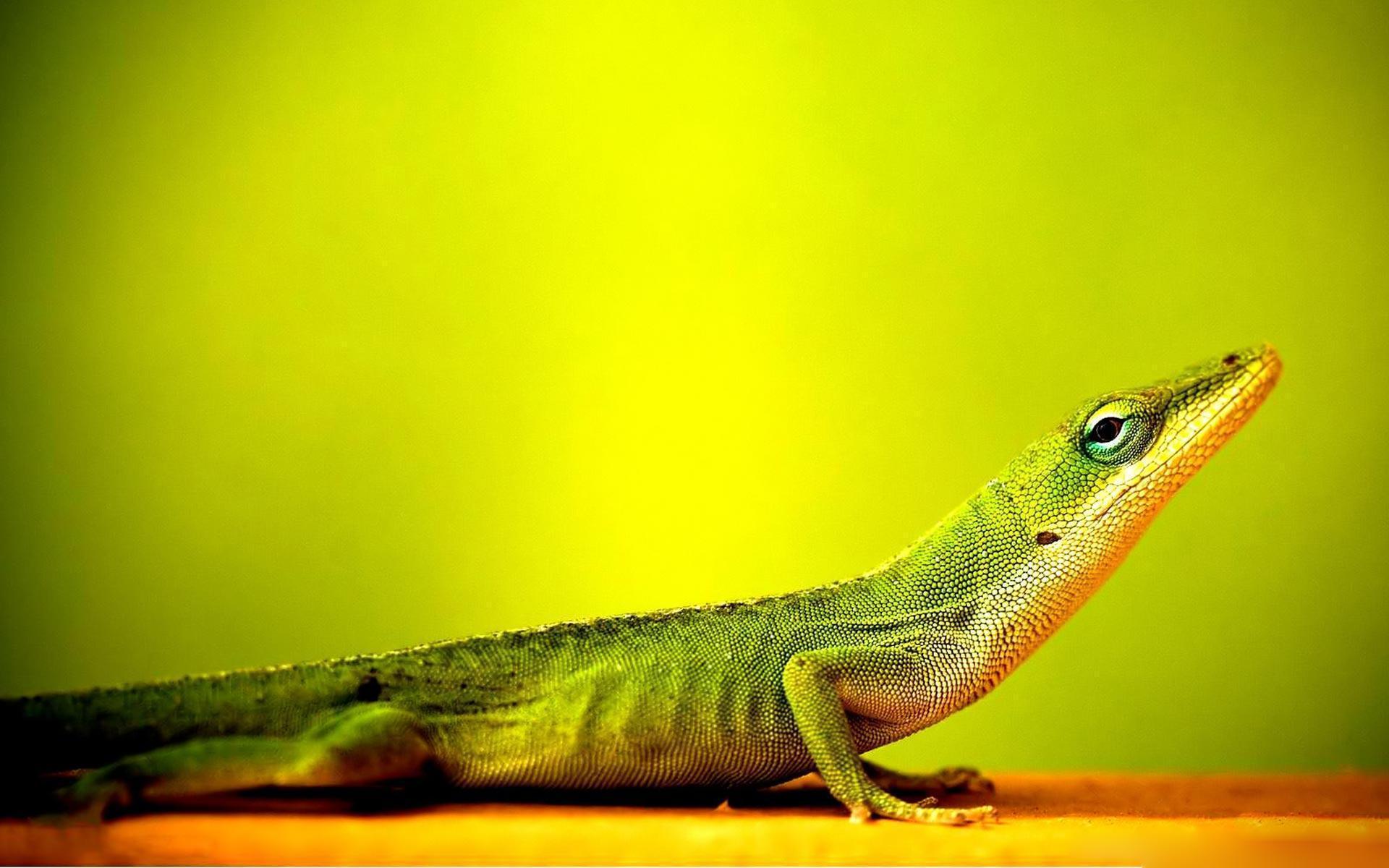 Detail Lizard Backgrounds Nomer 5