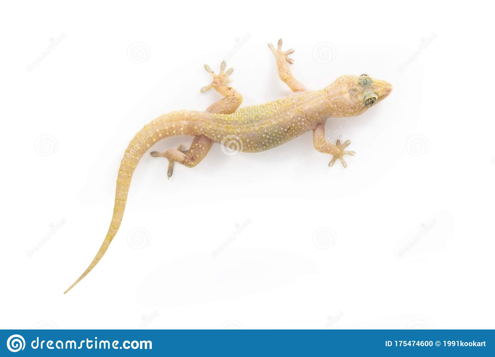 Detail Lizard Backgrounds Nomer 41