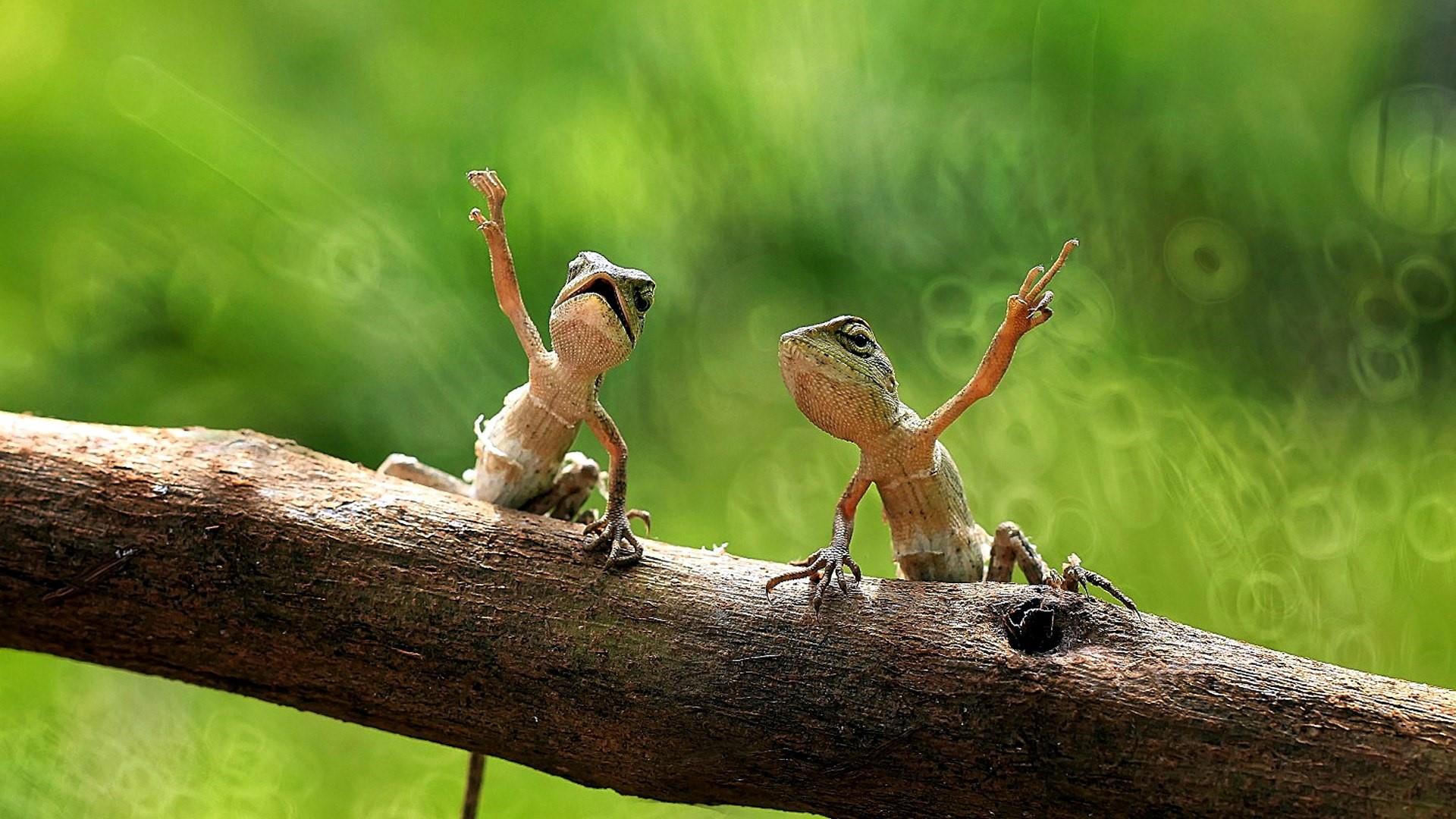 Detail Lizard Backgrounds Nomer 42
