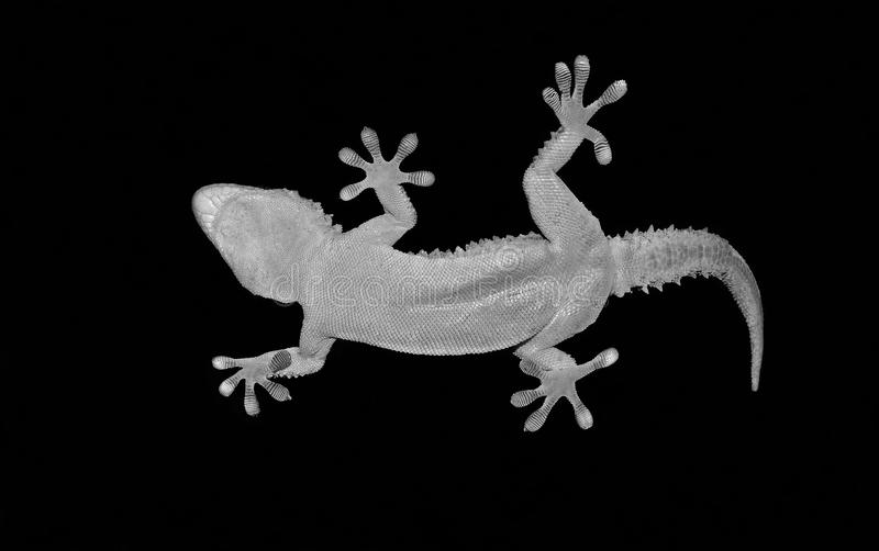 Detail Lizard Backgrounds Nomer 43