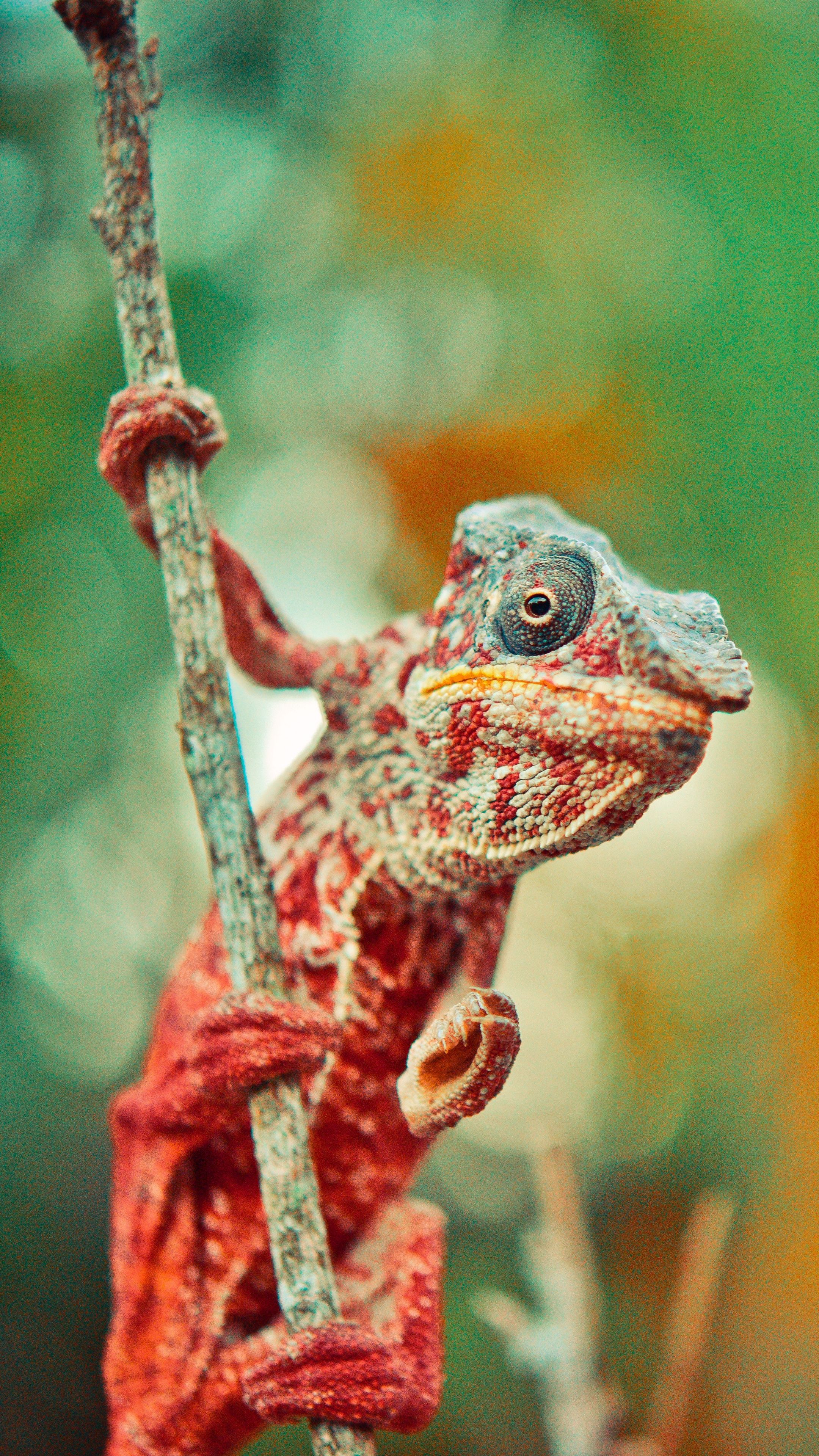 Detail Lizard Backgrounds Nomer 44