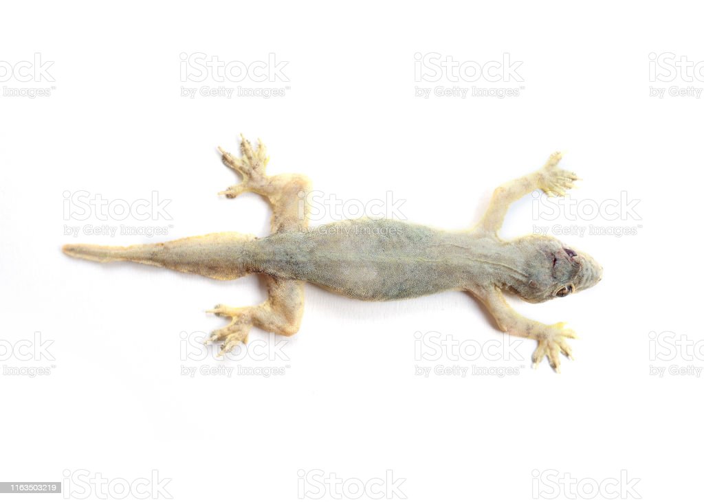 Detail Lizard Backgrounds Nomer 45