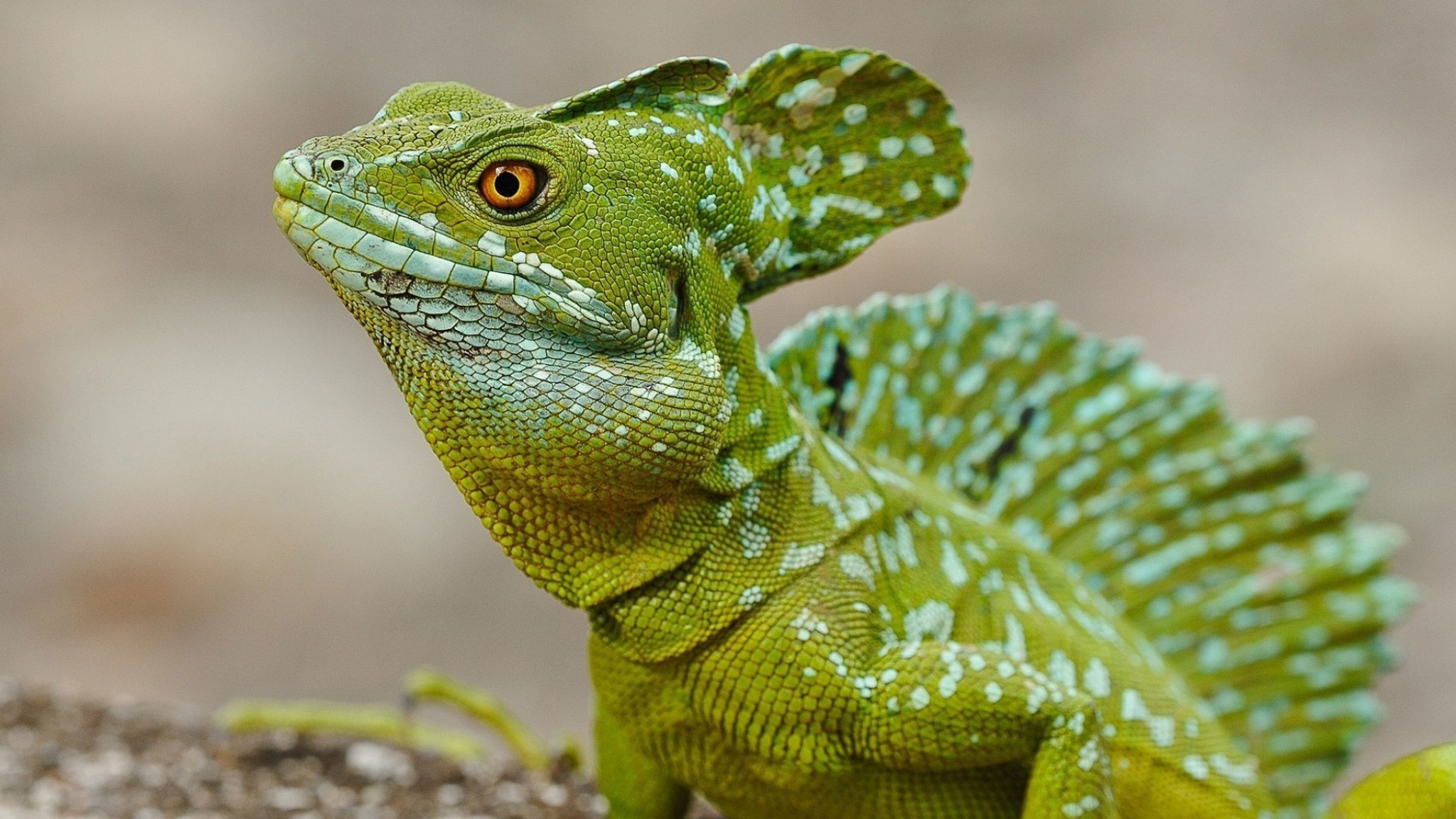 Detail Lizard Backgrounds Nomer 46