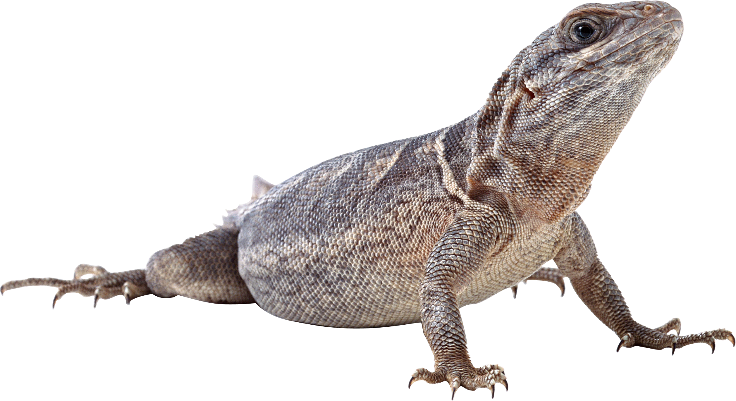 Detail Lizard Backgrounds Nomer 47