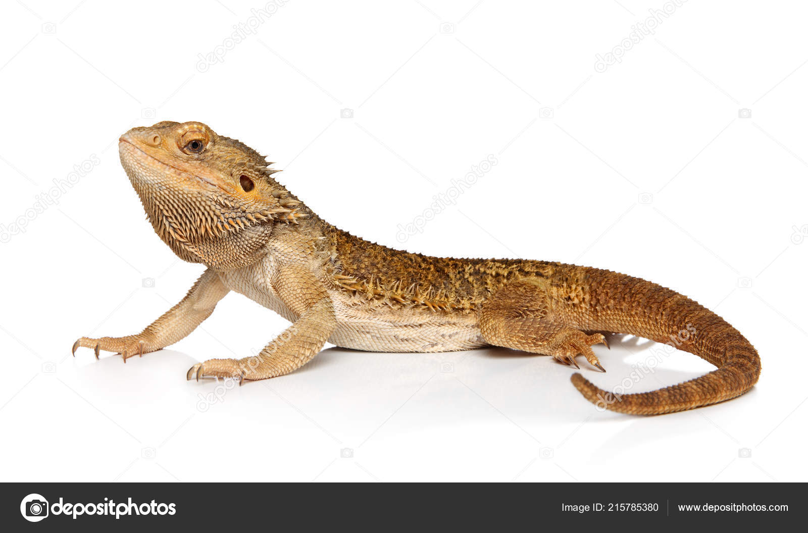 Detail Lizard Backgrounds Nomer 48