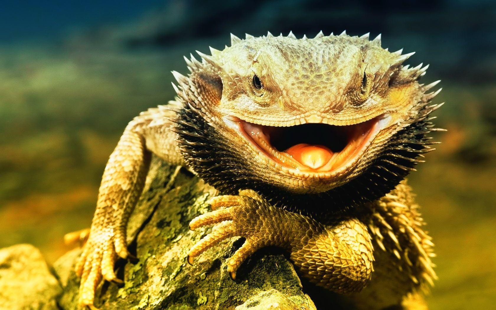 Detail Lizard Backgrounds Nomer 6