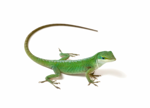Detail Lizard Backgrounds Nomer 49