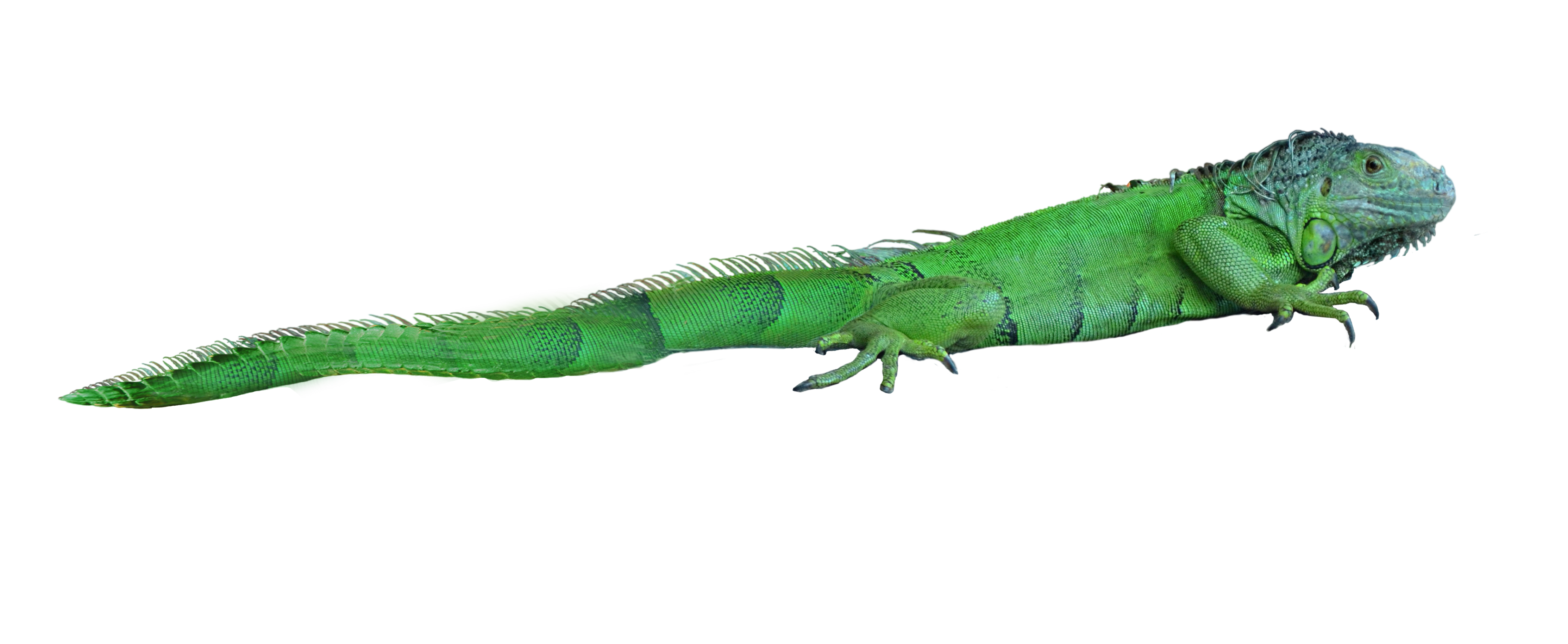 Detail Lizard Backgrounds Nomer 51