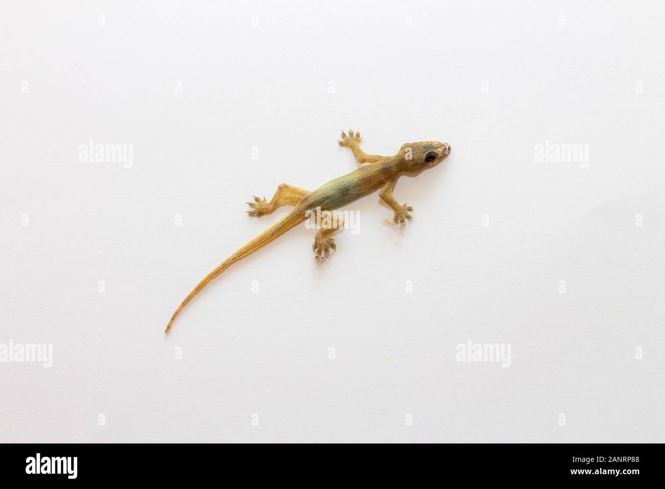 Detail Lizard Backgrounds Nomer 52