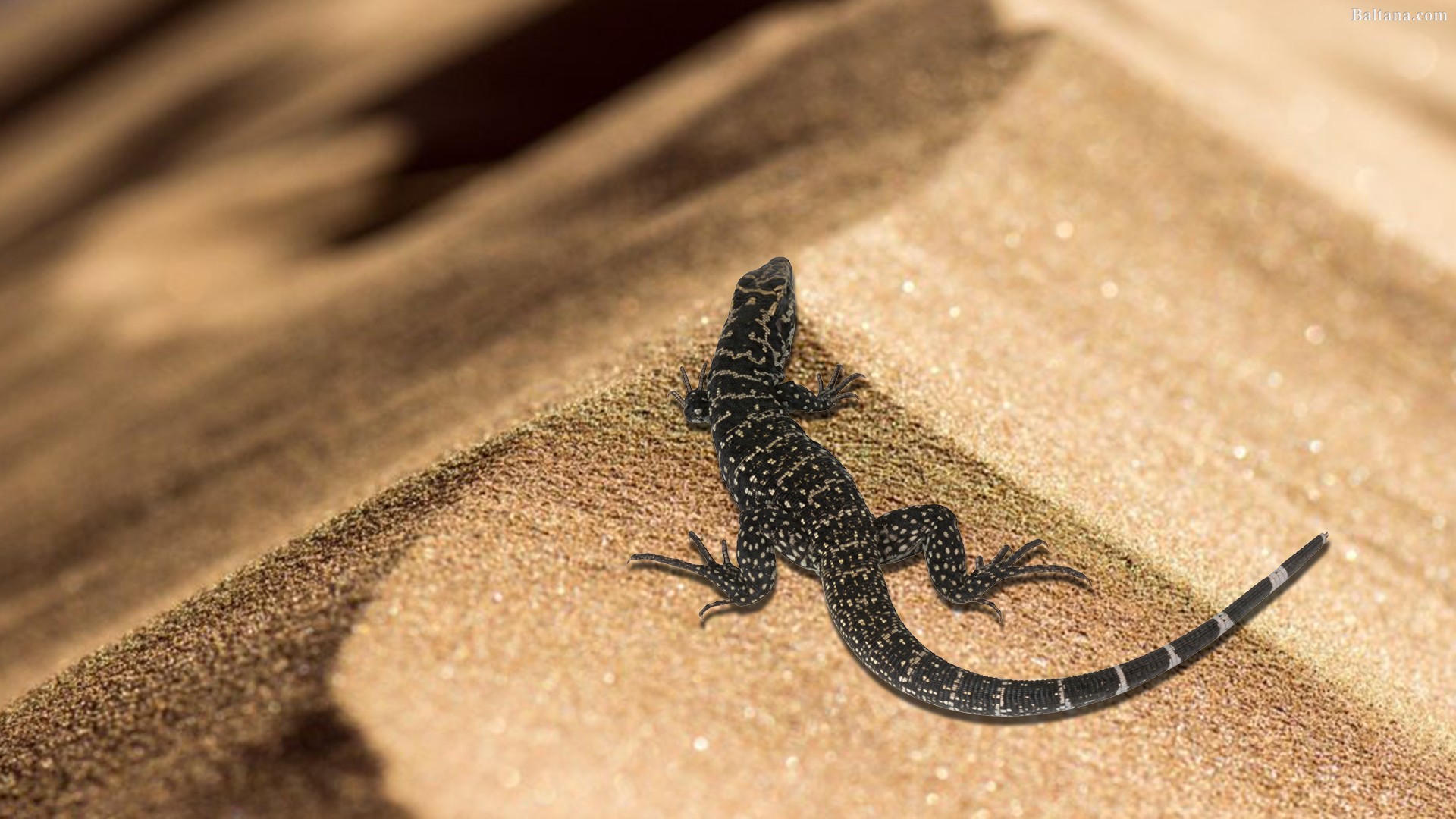 Detail Lizard Backgrounds Nomer 54