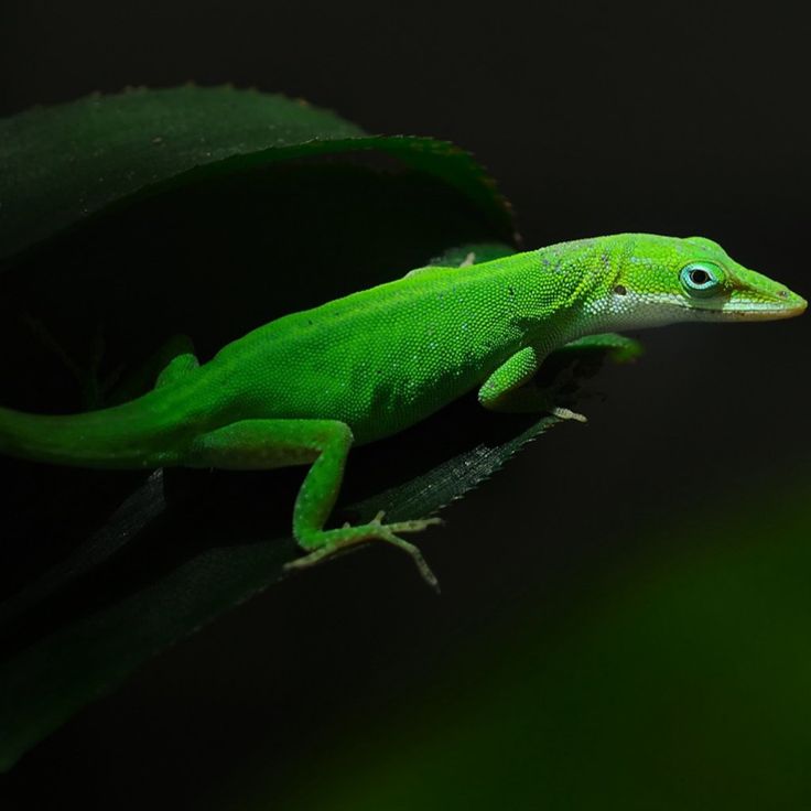 Detail Lizard Backgrounds Nomer 55