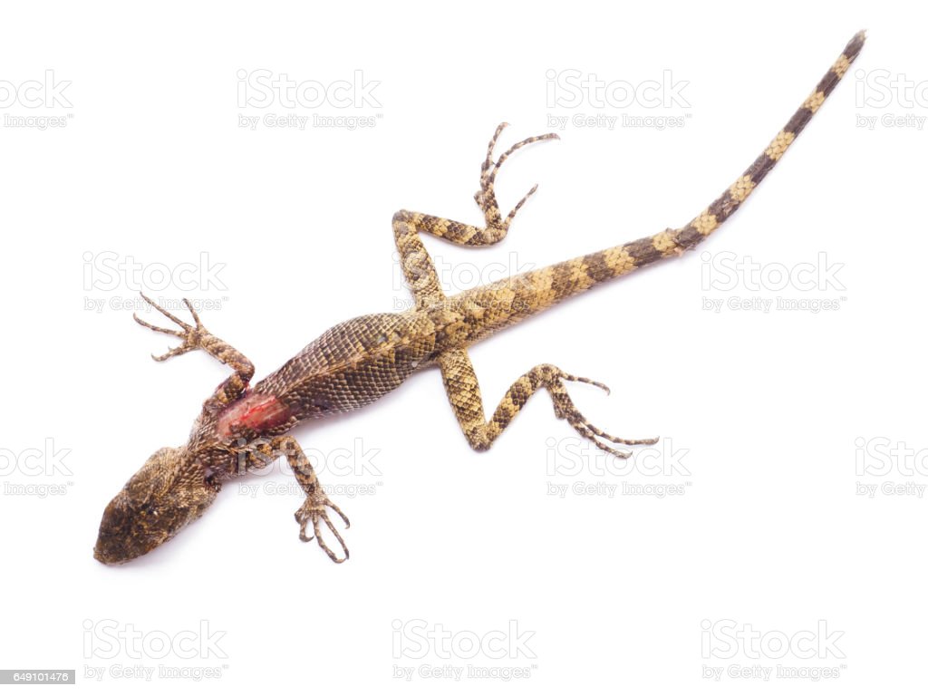 Detail Lizard Backgrounds Nomer 56