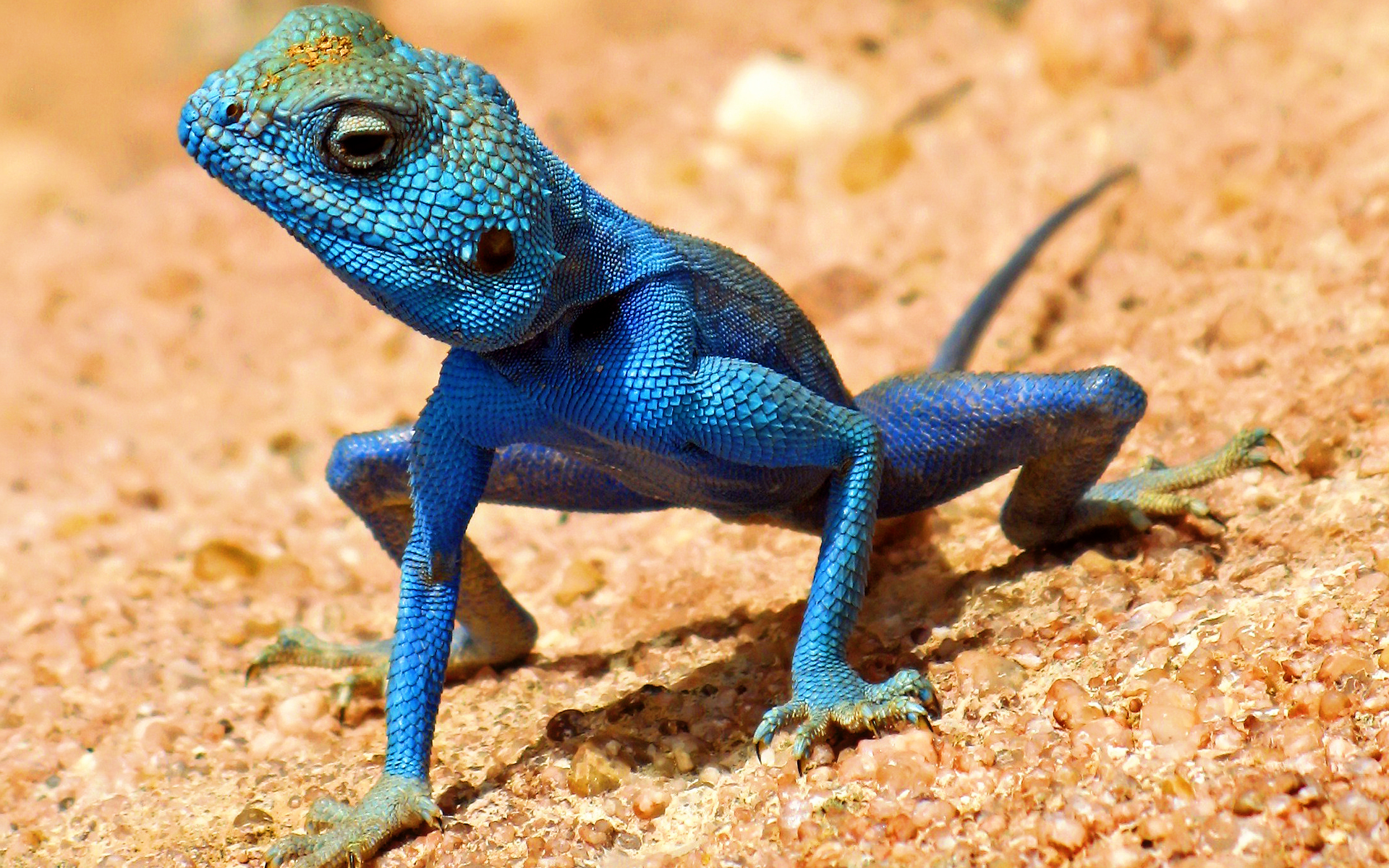 Detail Lizard Backgrounds Nomer 7