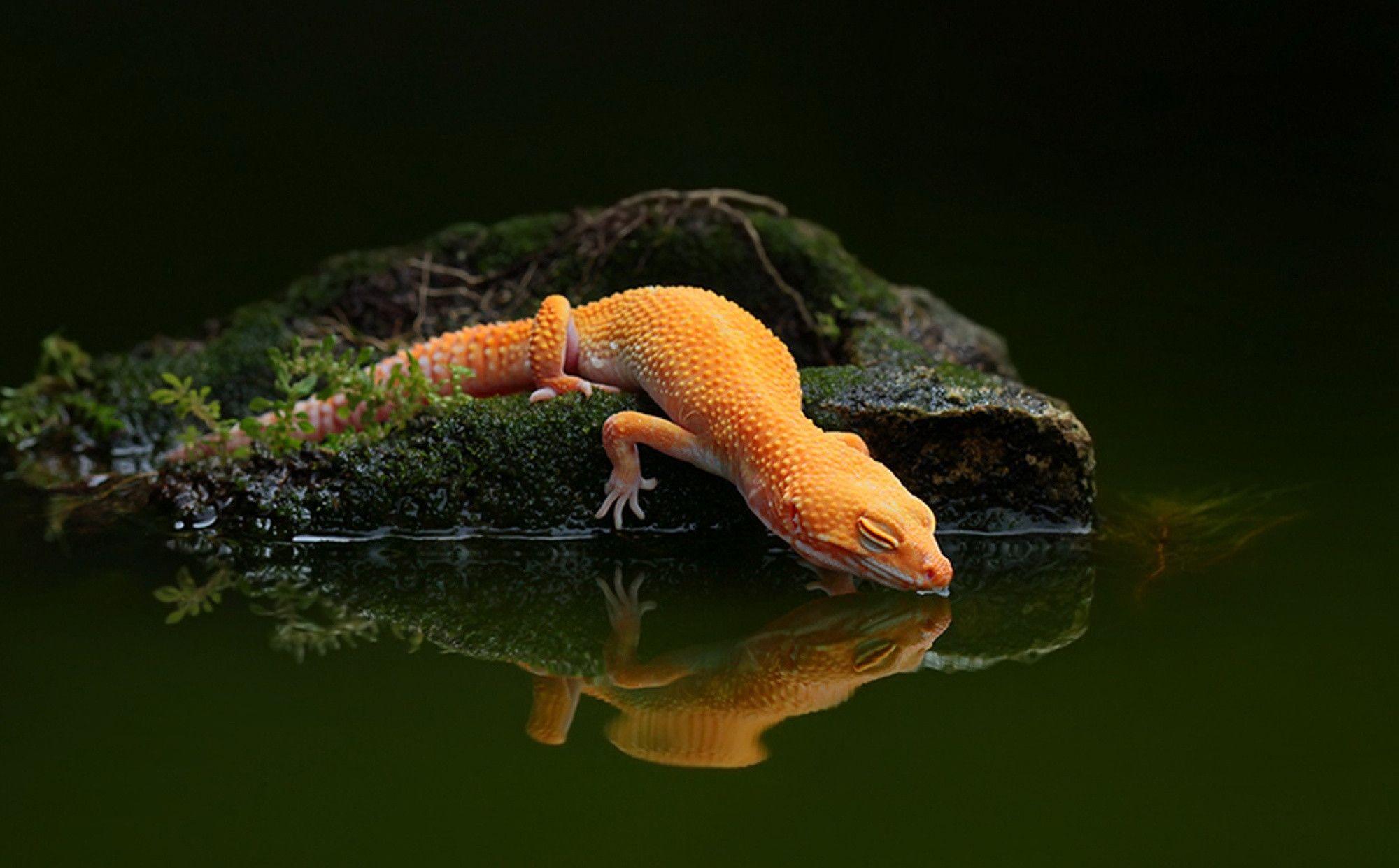 Detail Lizard Backgrounds Nomer 9
