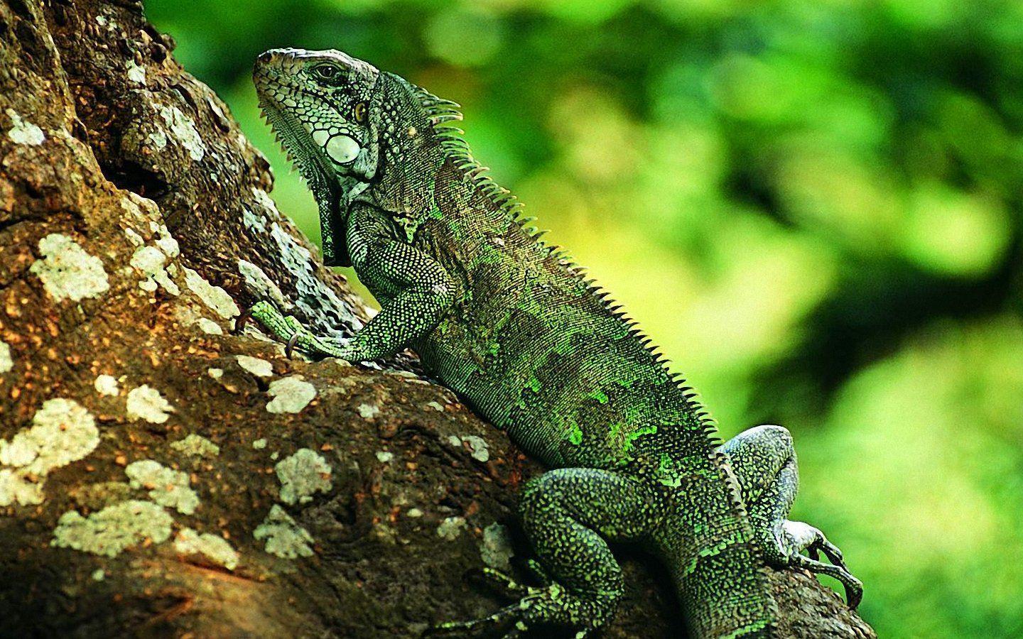 Detail Lizard Backgrounds Nomer 10