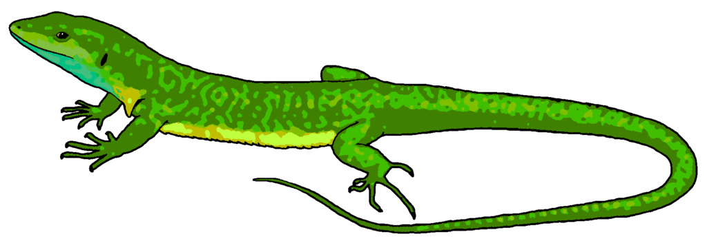 Detail Lizard Clip Art Free Nomer 31