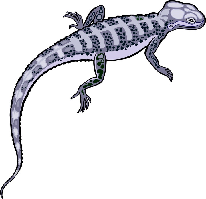 Detail Lizard Clip Art Free Nomer 45