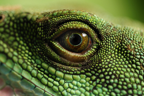 Detail Lizard For Free Nomer 4