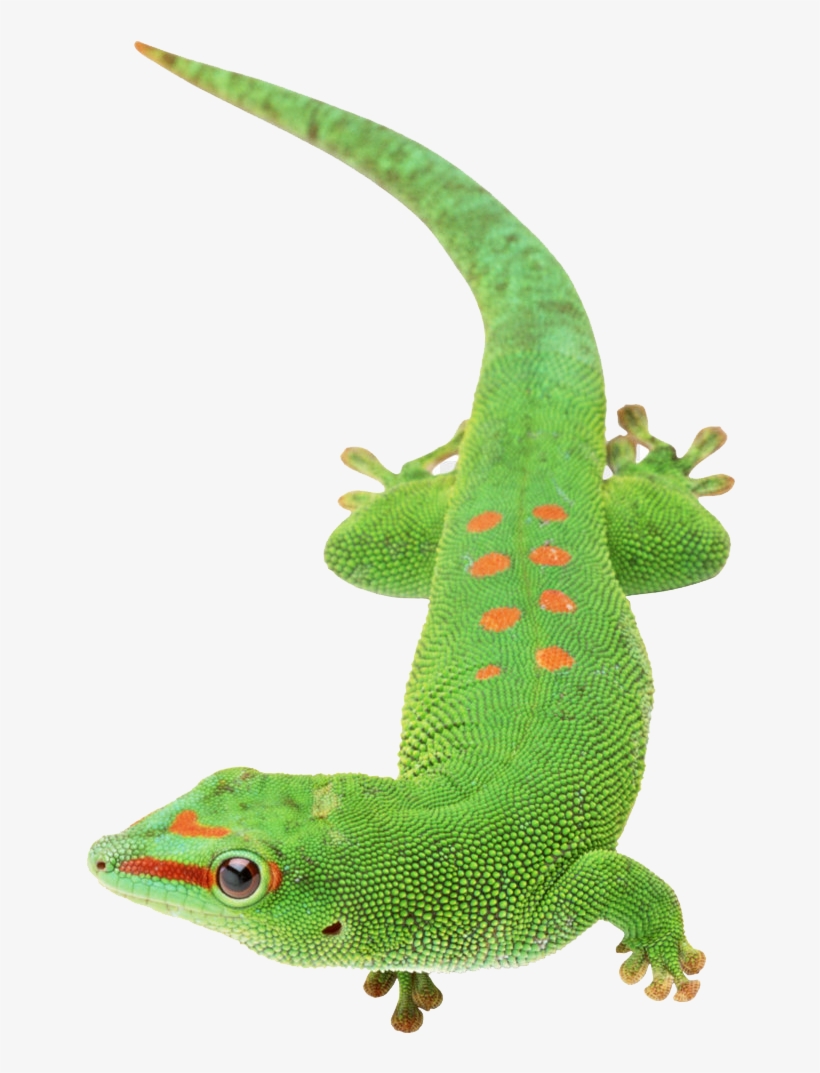 Detail Lizard For Free Nomer 41