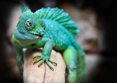 Lizard Images Free - KibrisPDR