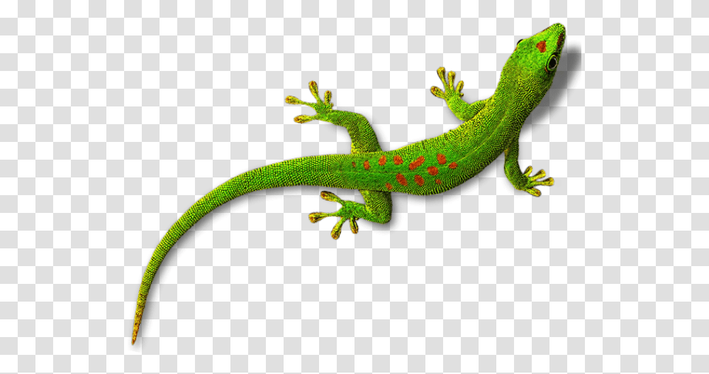 Detail Lizard No Background Nomer 19