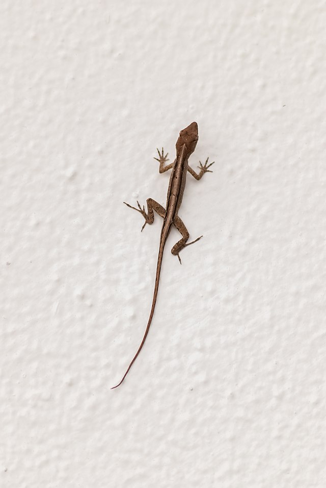 Lizard Pic - KibrisPDR