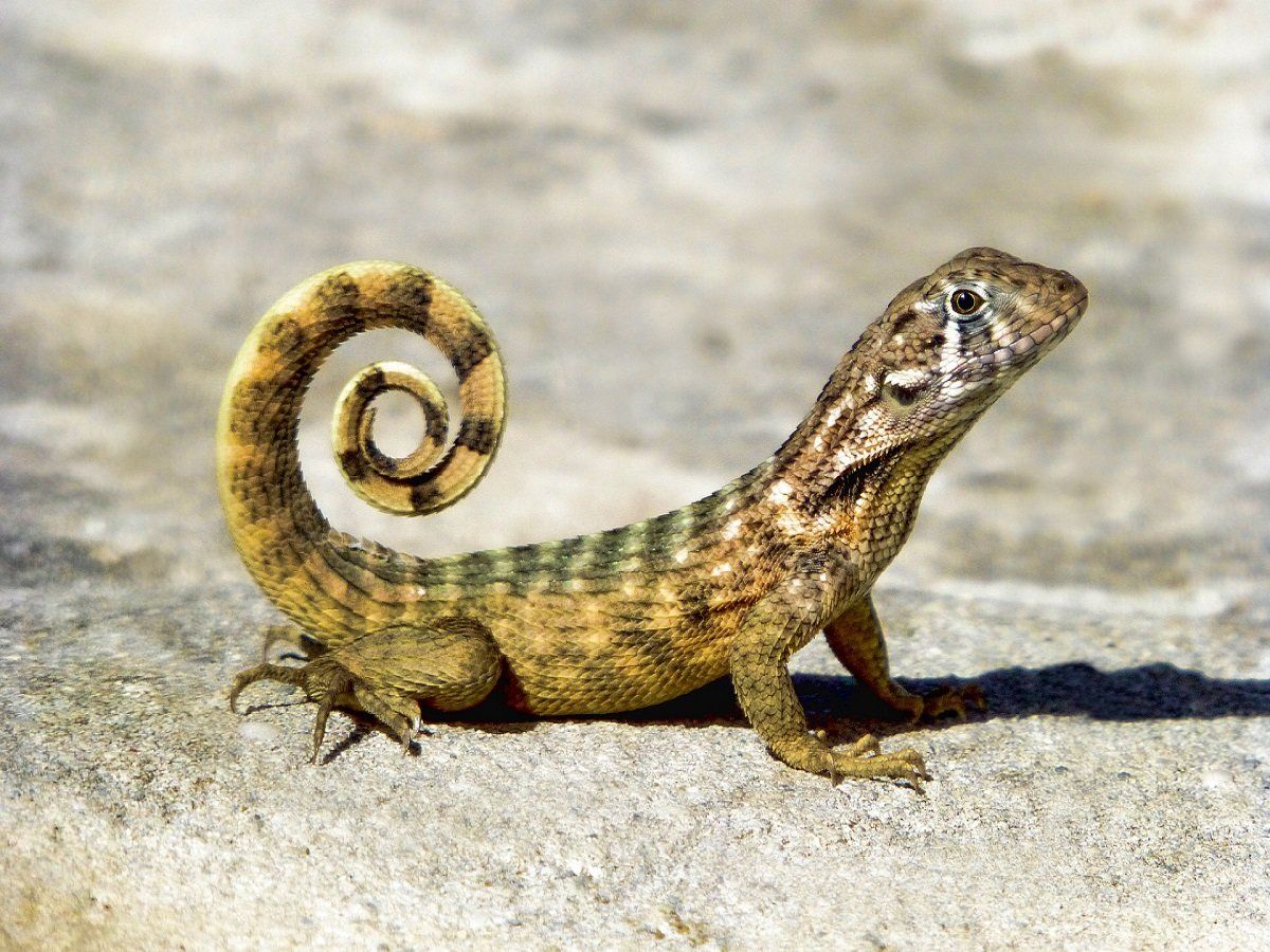 Detail Lizard Pic Nomer 9