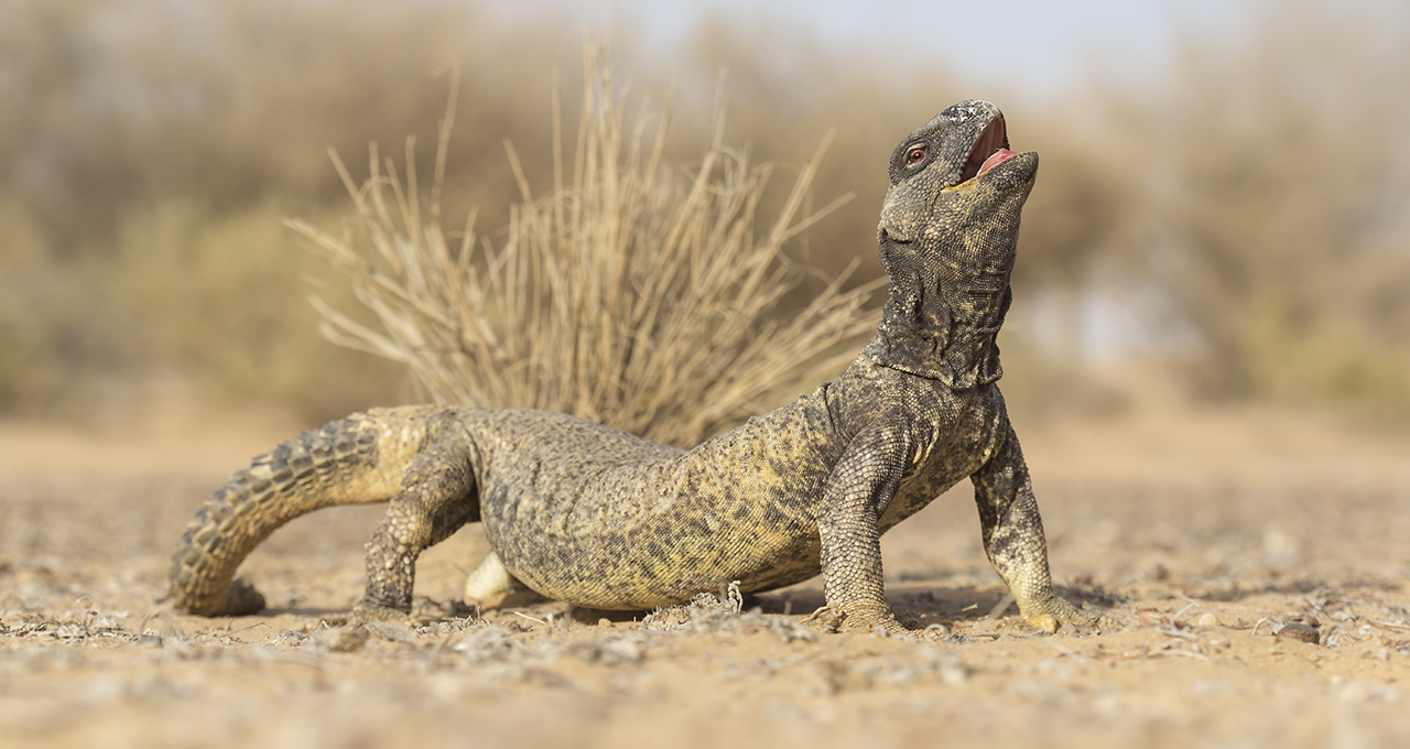 Detail Lizard Pic Nomer 10