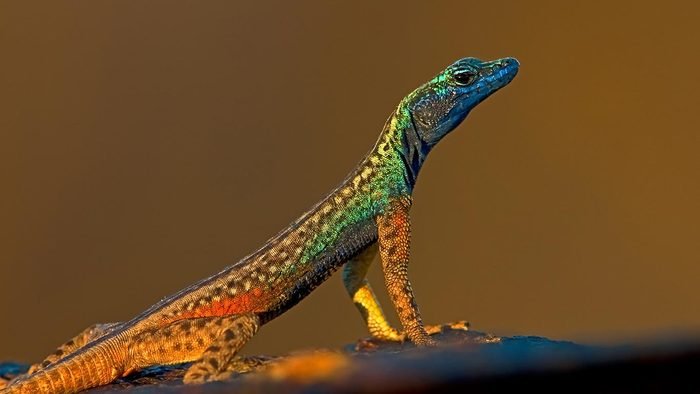 Detail Lizard Pic Nomer 11