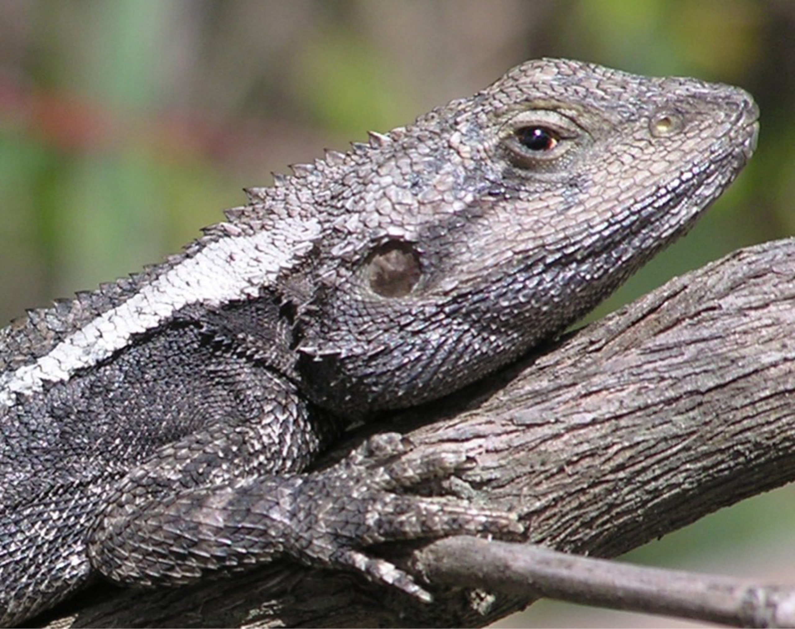 Detail Lizard Pic Nomer 13