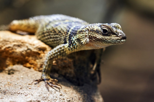 Detail Lizard Pic Nomer 15