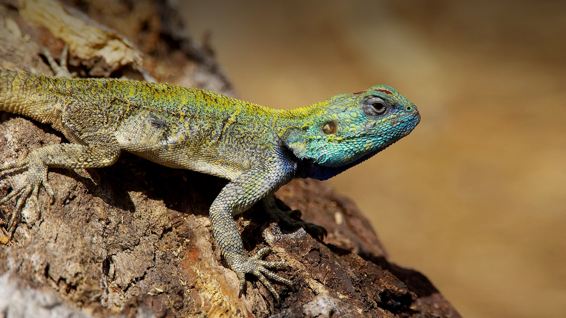 Detail Lizard Pic Nomer 16