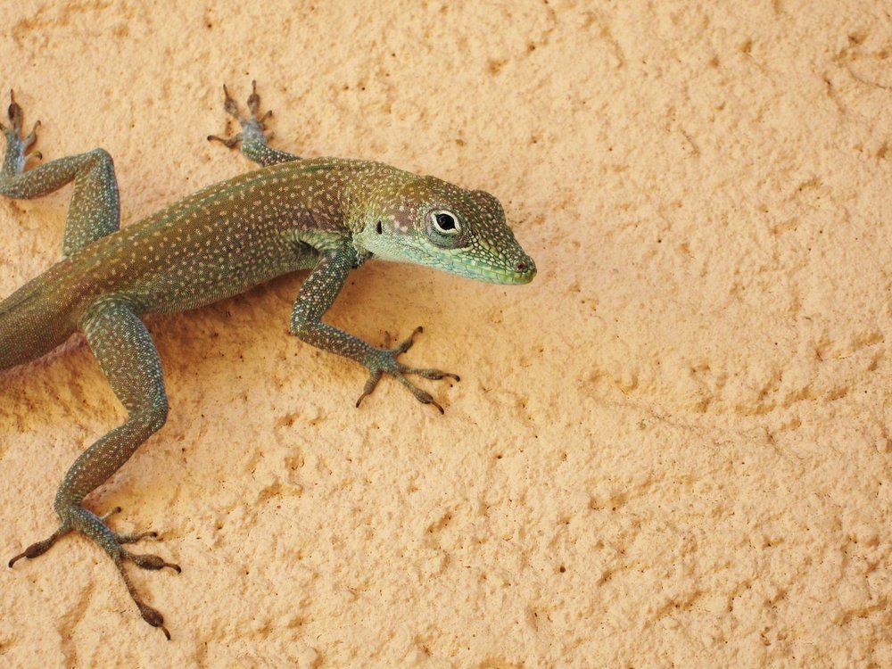Detail Lizard Pic Nomer 21