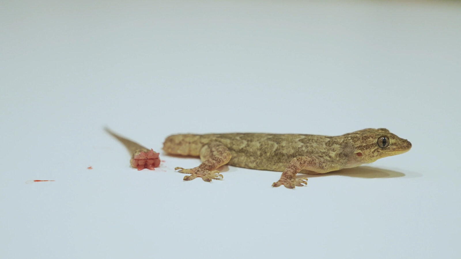 Detail Lizard Pic Nomer 22