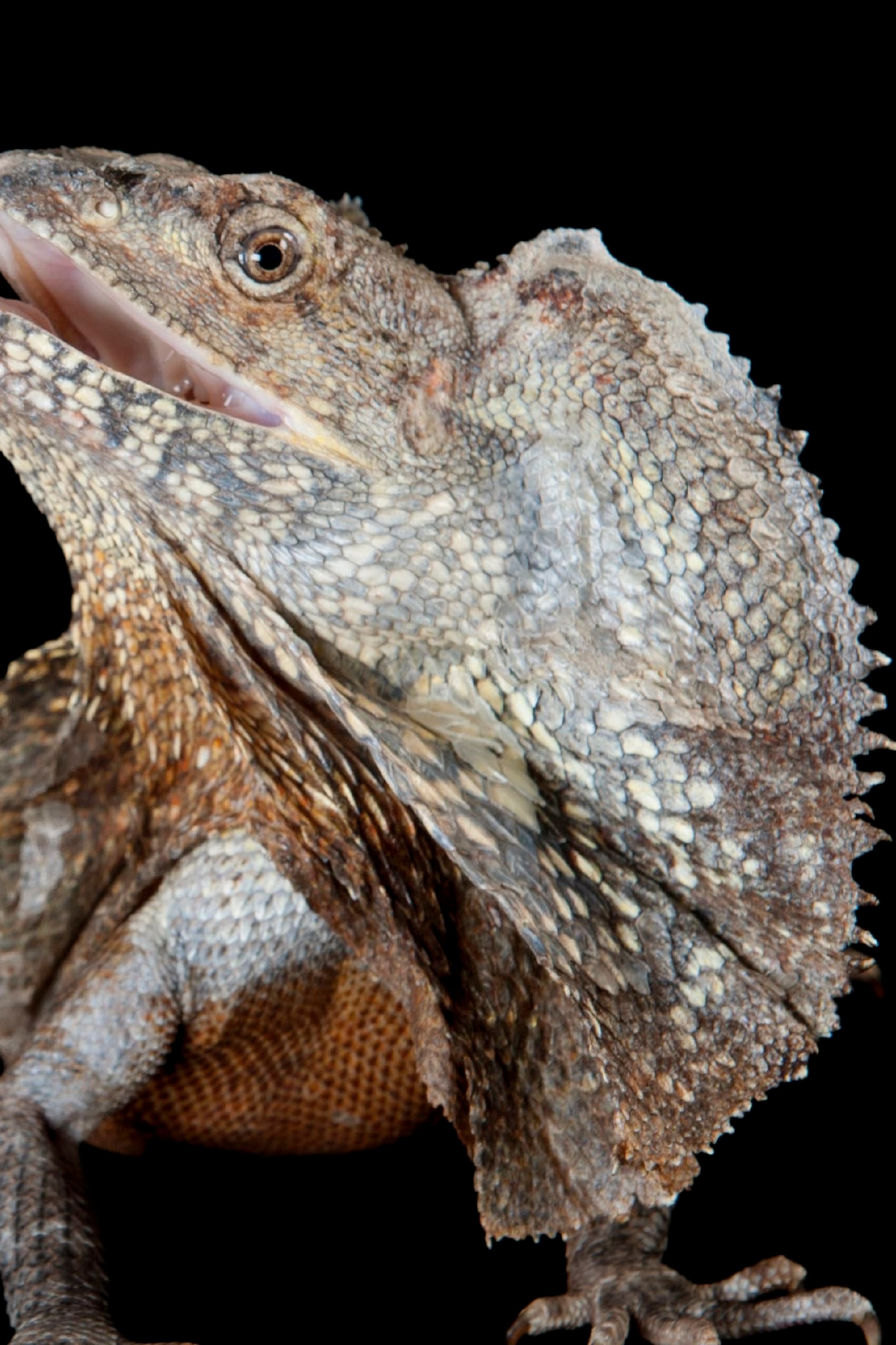 Detail Lizard Pic Nomer 23