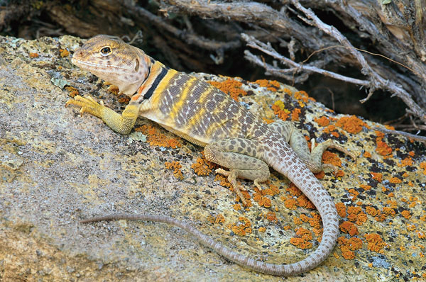Detail Lizard Pic Nomer 25