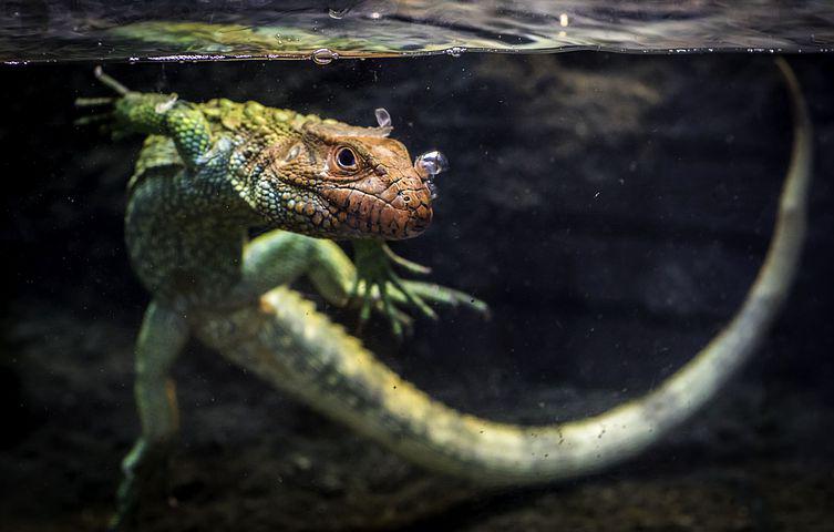Detail Lizard Pic Nomer 26
