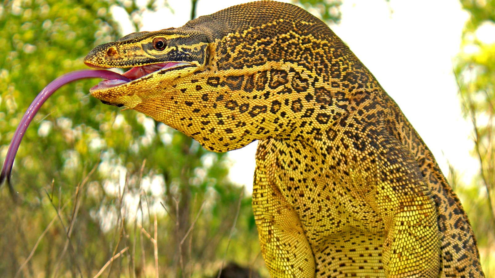 Detail Lizard Pic Nomer 28