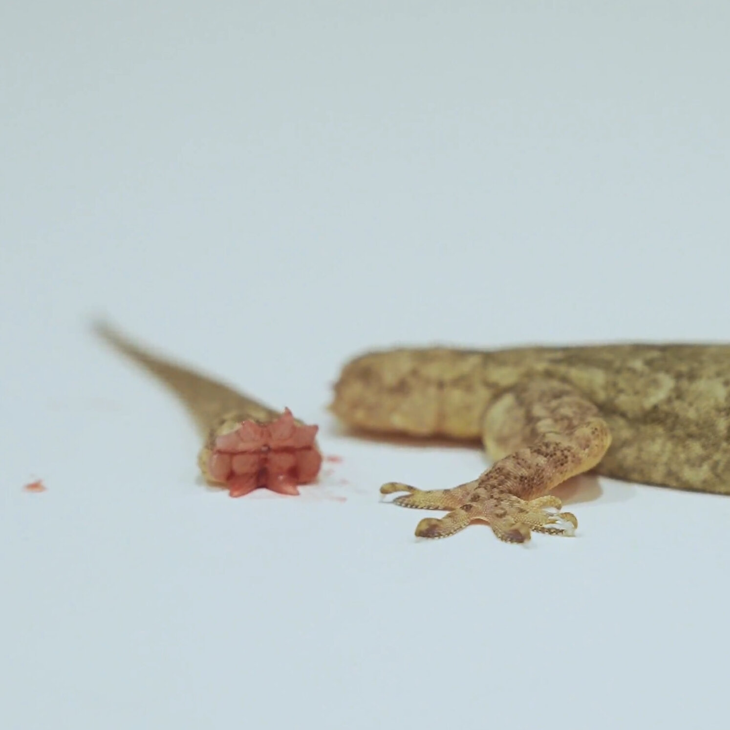 Detail Lizard Pic Nomer 29
