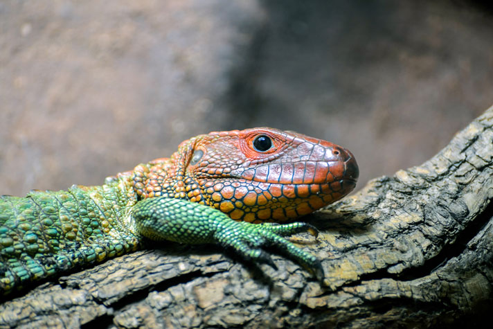 Detail Lizard Pic Nomer 30