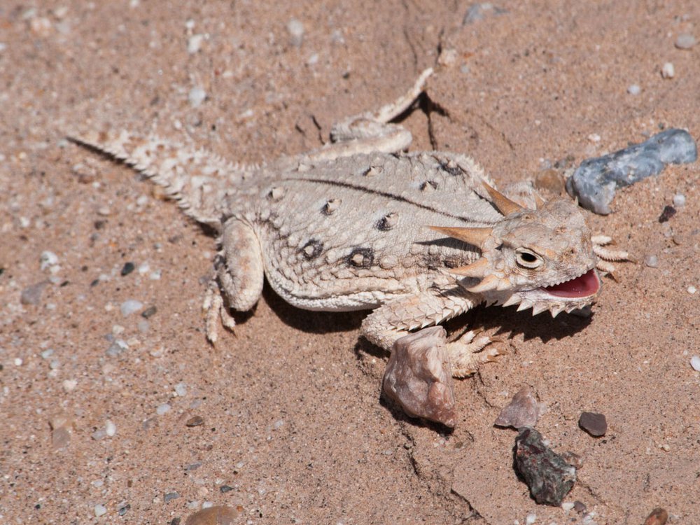 Detail Lizard Pic Nomer 32