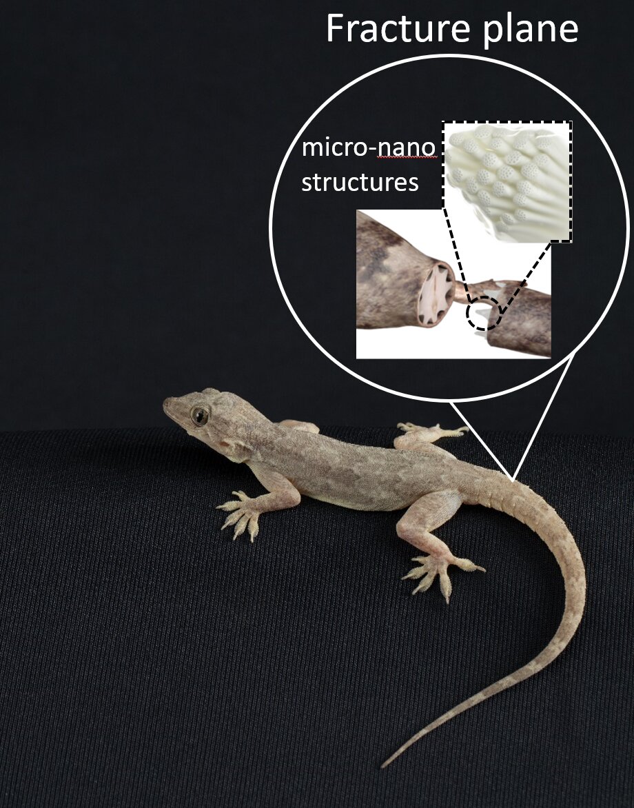 Detail Lizard Pic Nomer 33