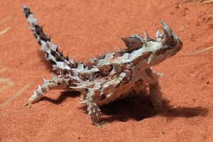 Detail Lizard Pic Nomer 34